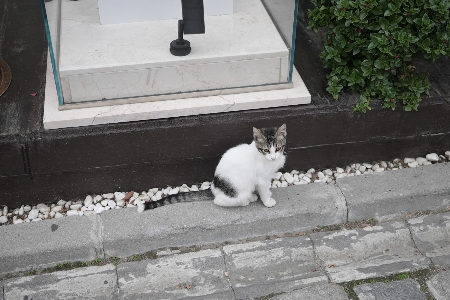a cat sitting on top of a building